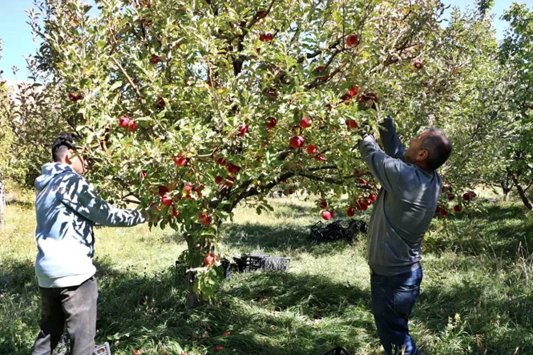 Yüksekova'da elma yağmuru! 'Taleplere yetişemiyorum' diye isyan etti 2